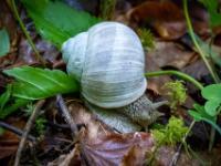 Weinbergschnecke mit grauem Gehäuse